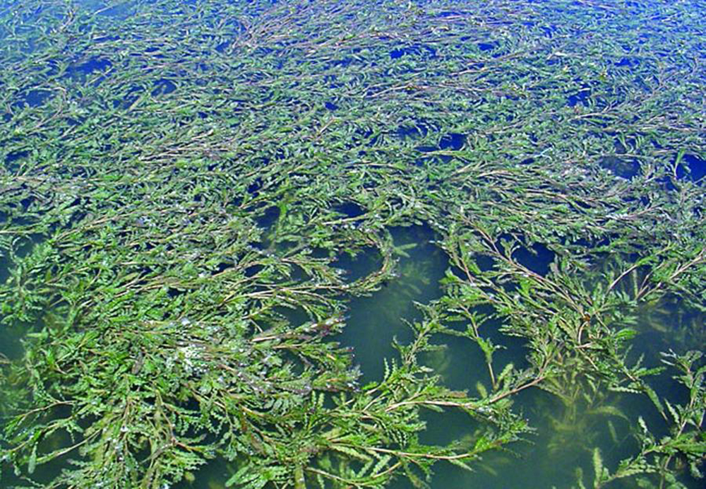 curly-leaf-pondweed