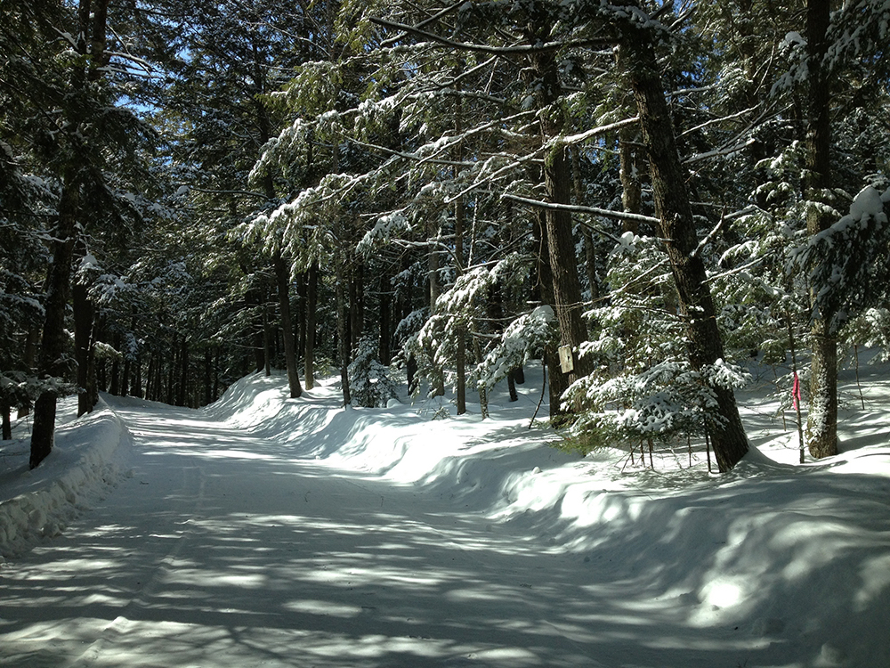 Snowy Drive