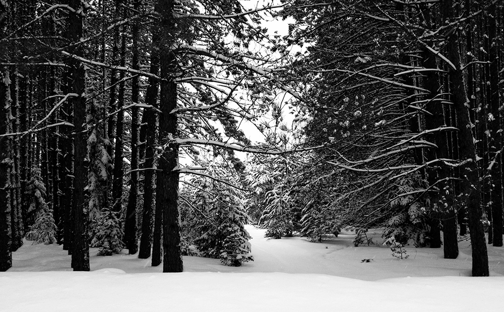 Snowy Pines