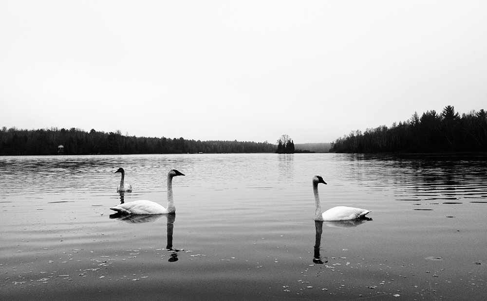 Swans