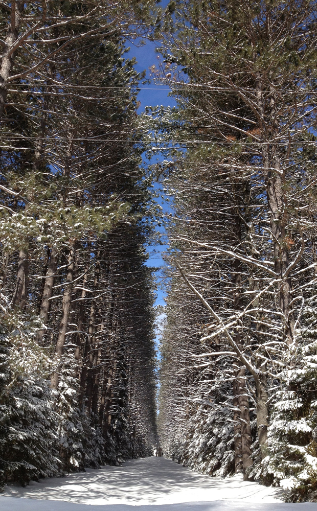 Tall Pines